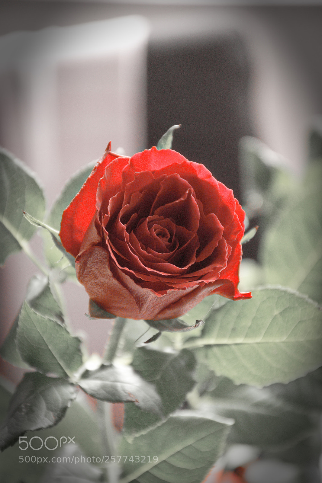 Nikon D5300 sample photo. Red photography