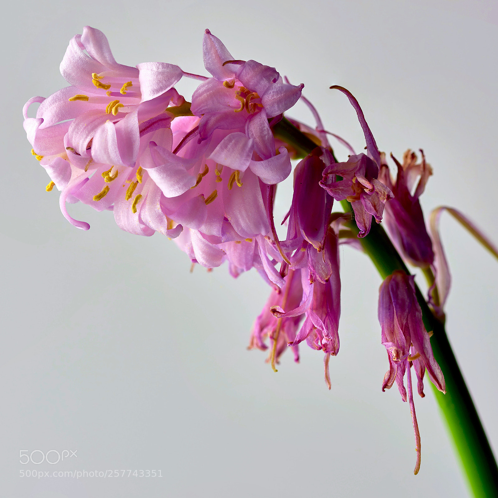 Nikon D810 sample photo. Blume_2 photography