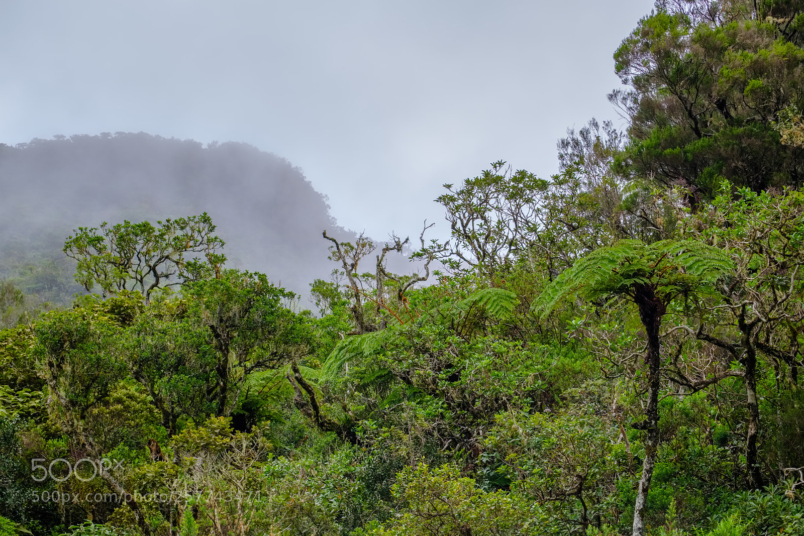 Fujifilm X-T2 sample photo. Tropical forest on a photography
