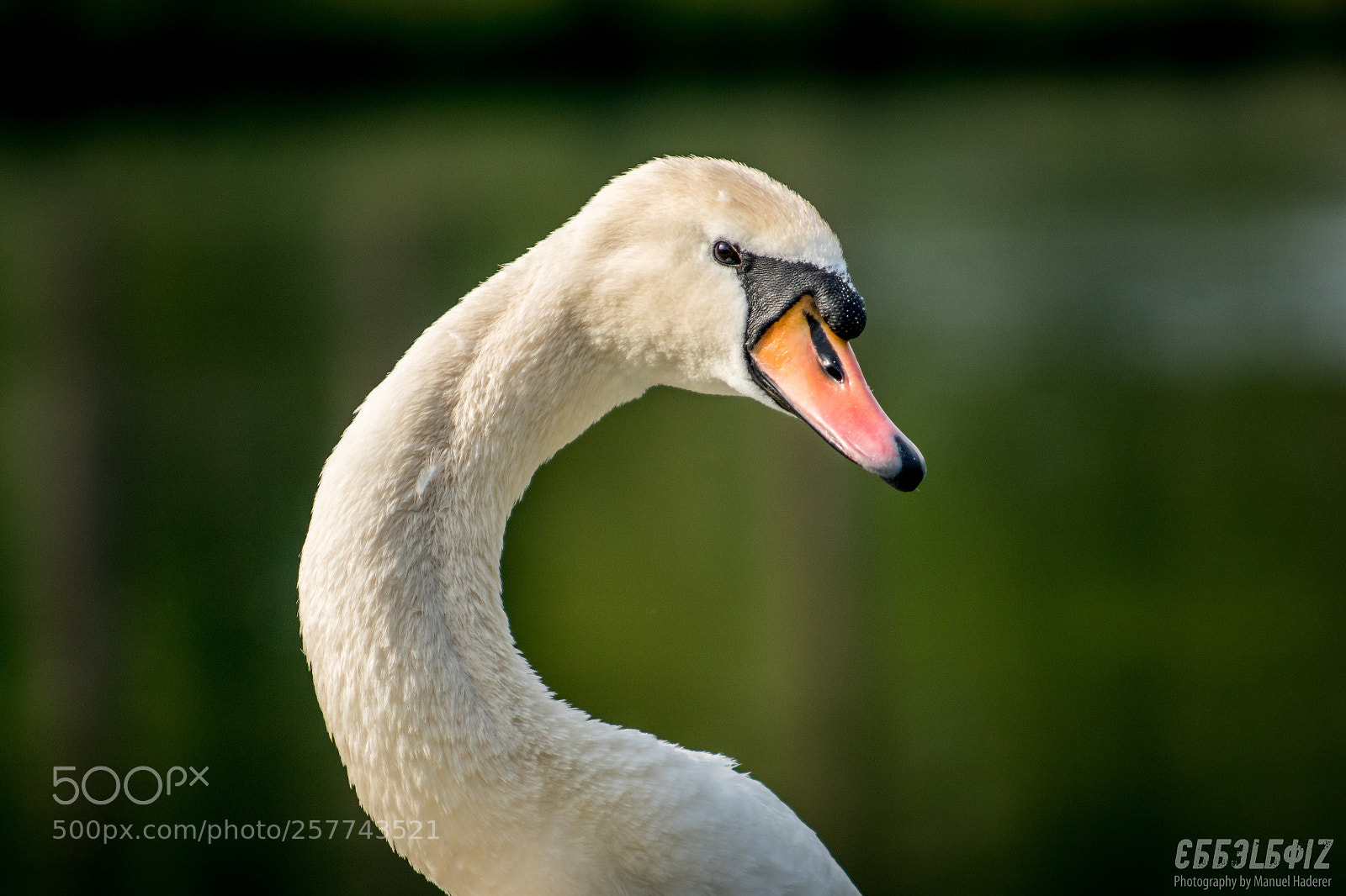 Sony ILCA-77M2 sample photo. Majestic swan ii photography