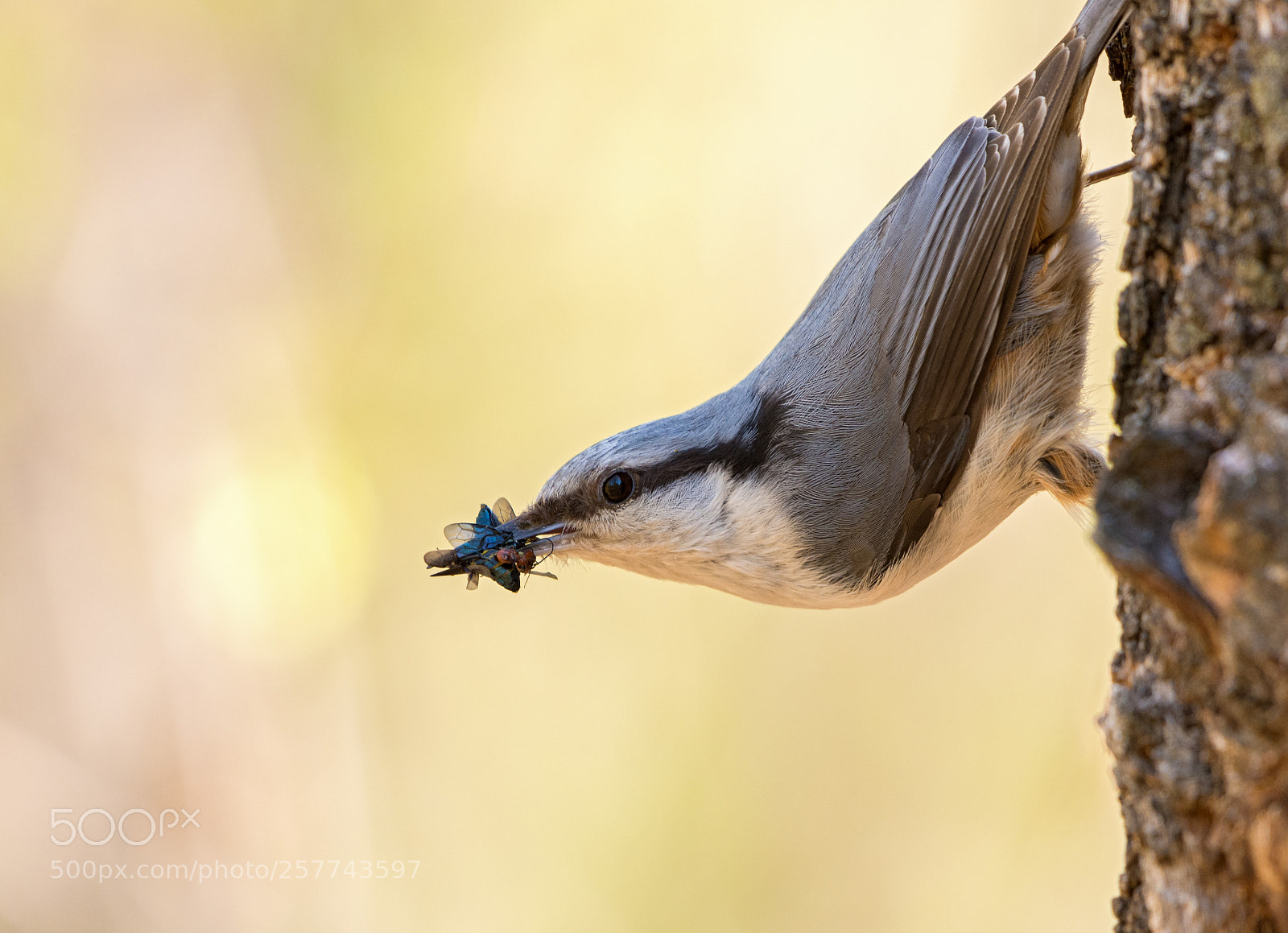Nikon D7200 sample photo. Eurasian nuthatch photography