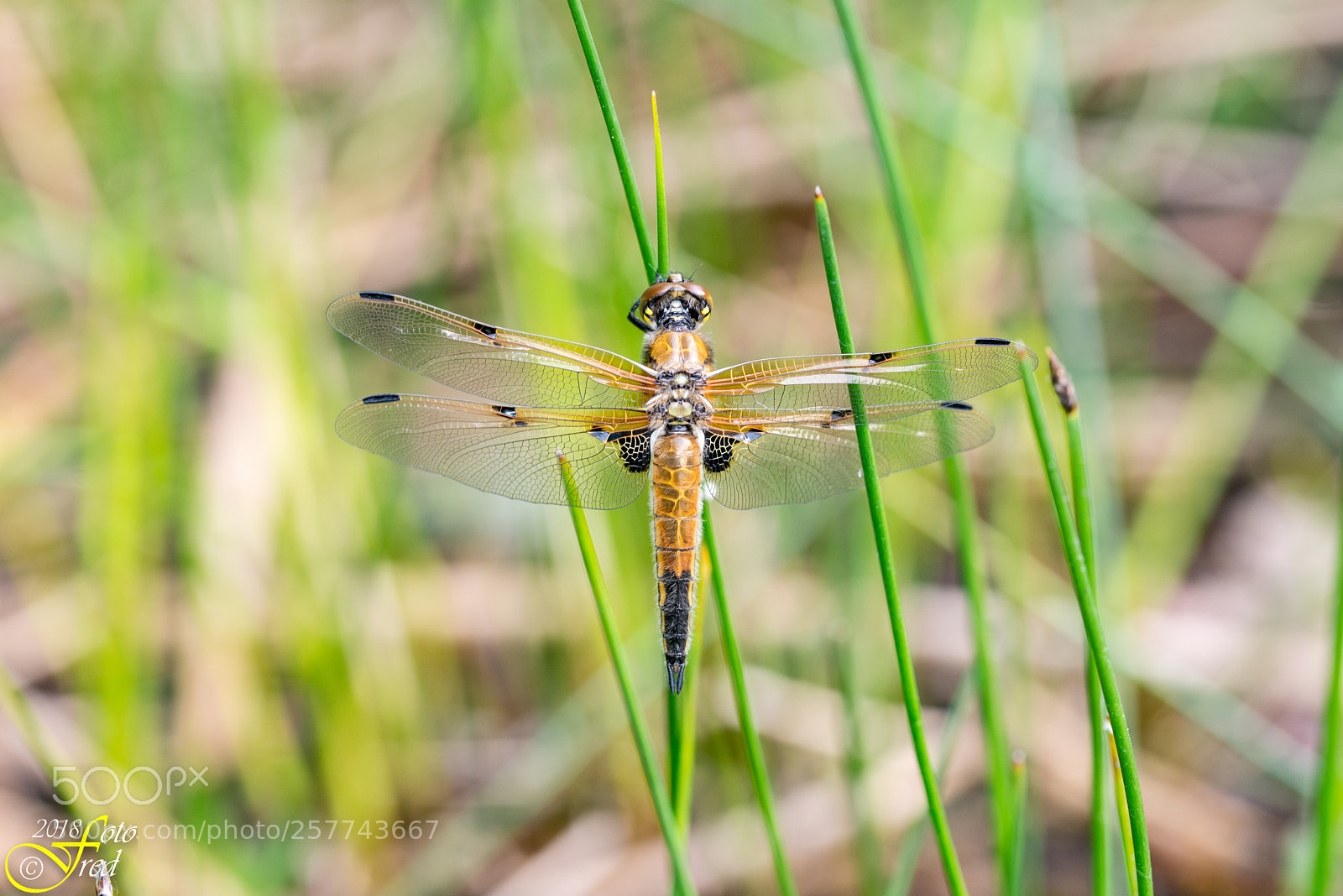 Nikon D800 sample photo. Dragonfly photography