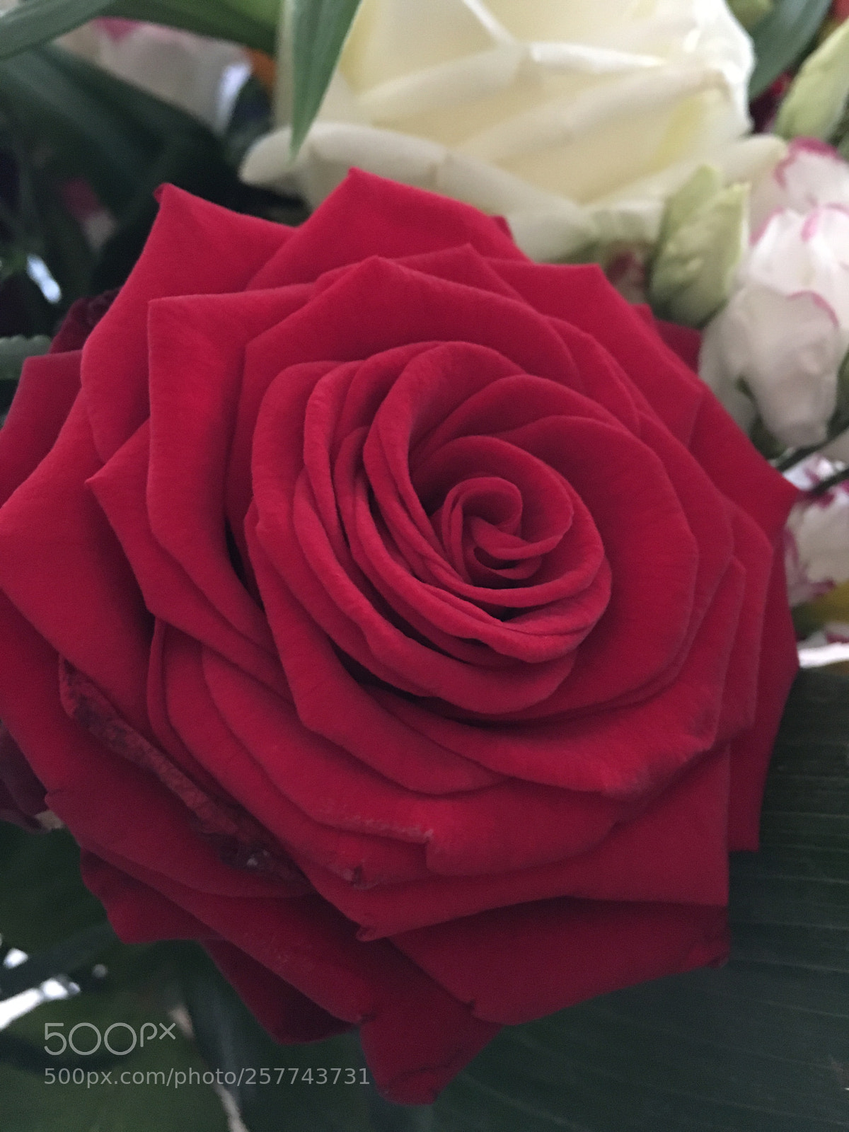 Apple iPhone 6s sample photo. Rouge photography