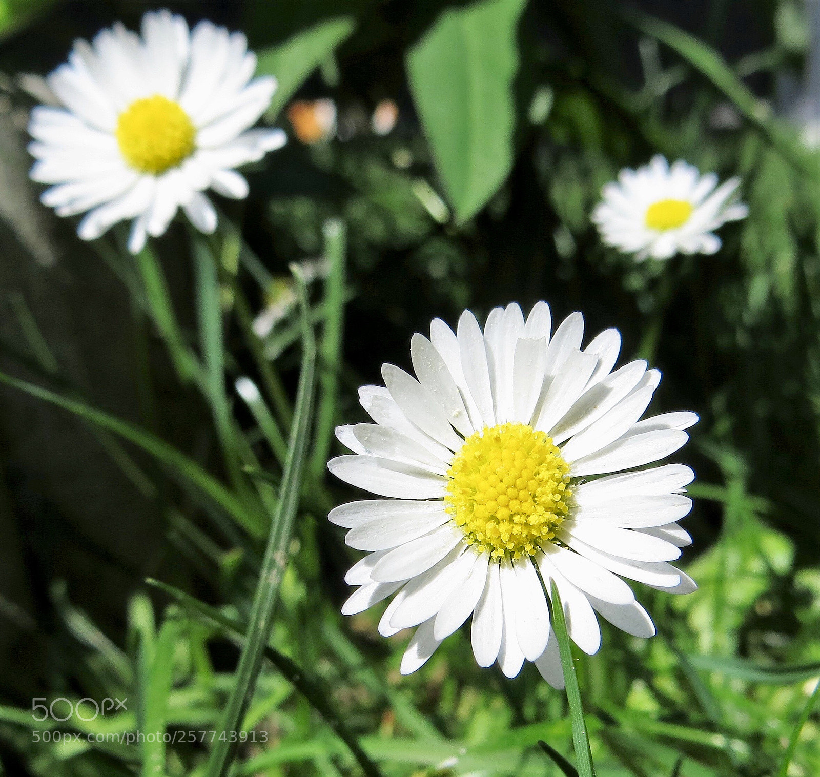 Canon PowerShot SX260 HS sample photo. Gänseblümchen  photography