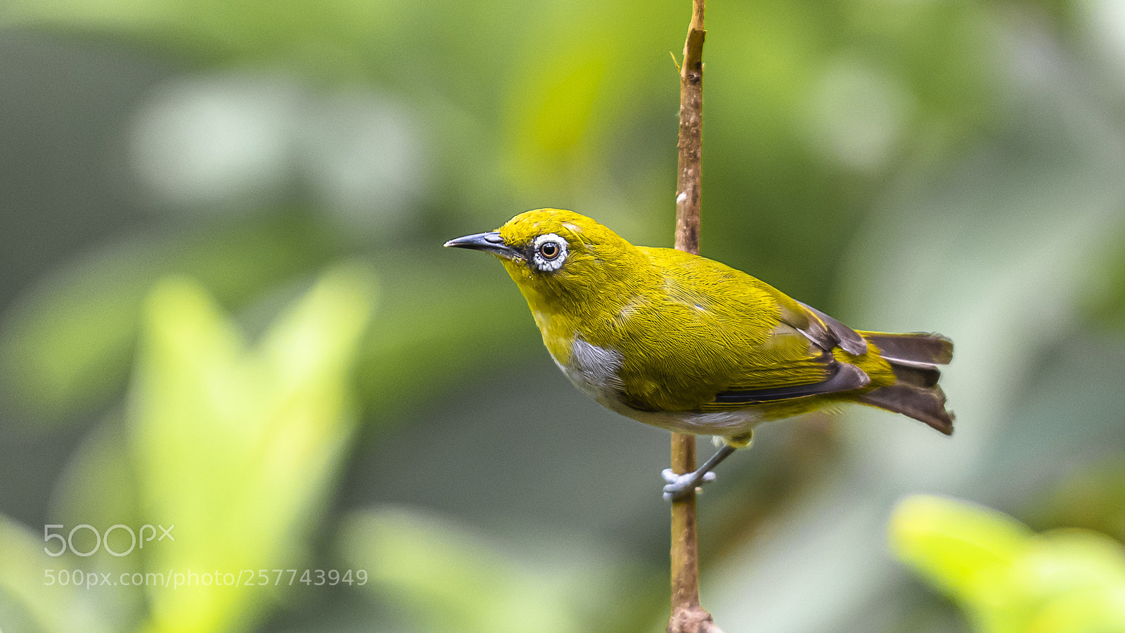 Nikon D750 sample photo. Oriental white eye photography