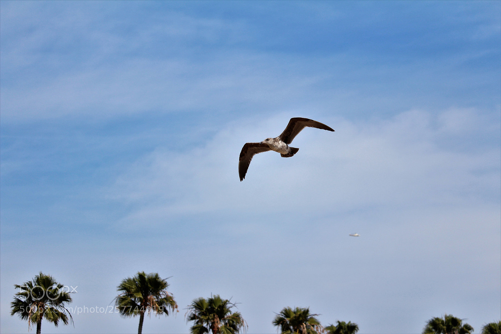 Canon EOS 1300D (EOS Rebel T6 / EOS Kiss X80) sample photo. Seagull in flight photography
