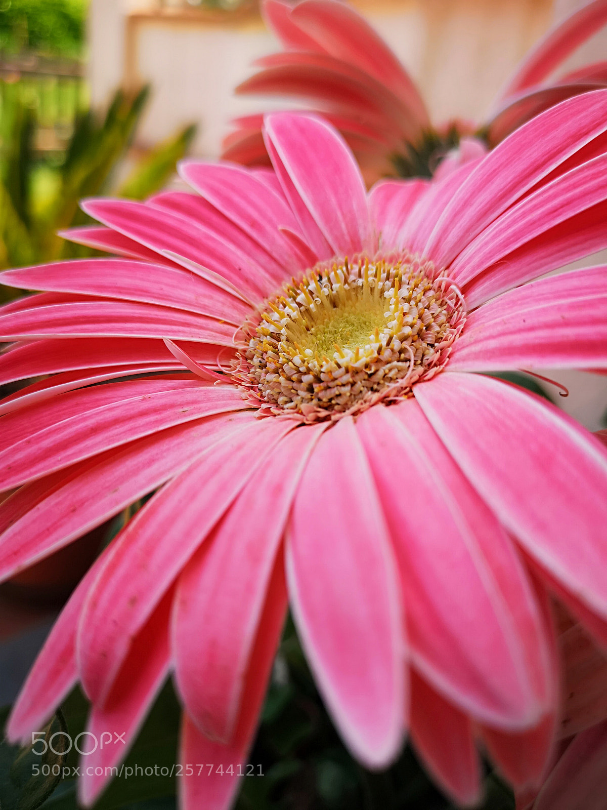 HUAWEI CLT-L09 sample photo. Love photography