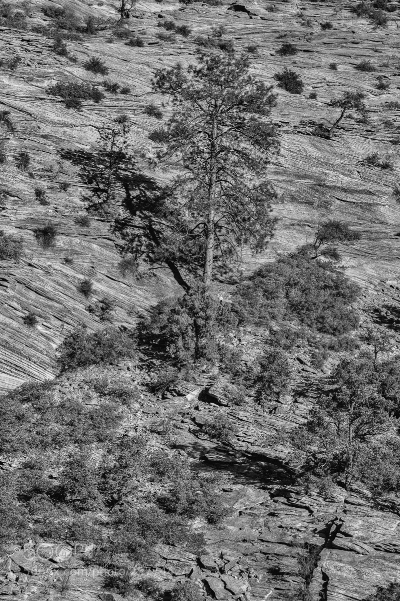 Fujifilm X-Pro2 sample photo. Tree and strata photography