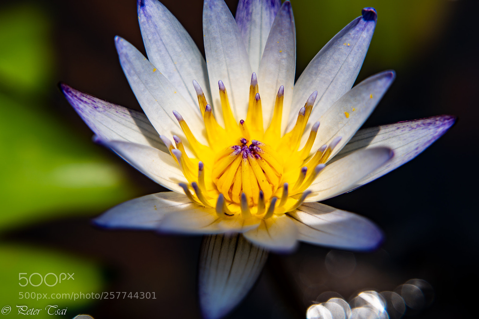 Sony a7R III sample photo. 荷花 photography