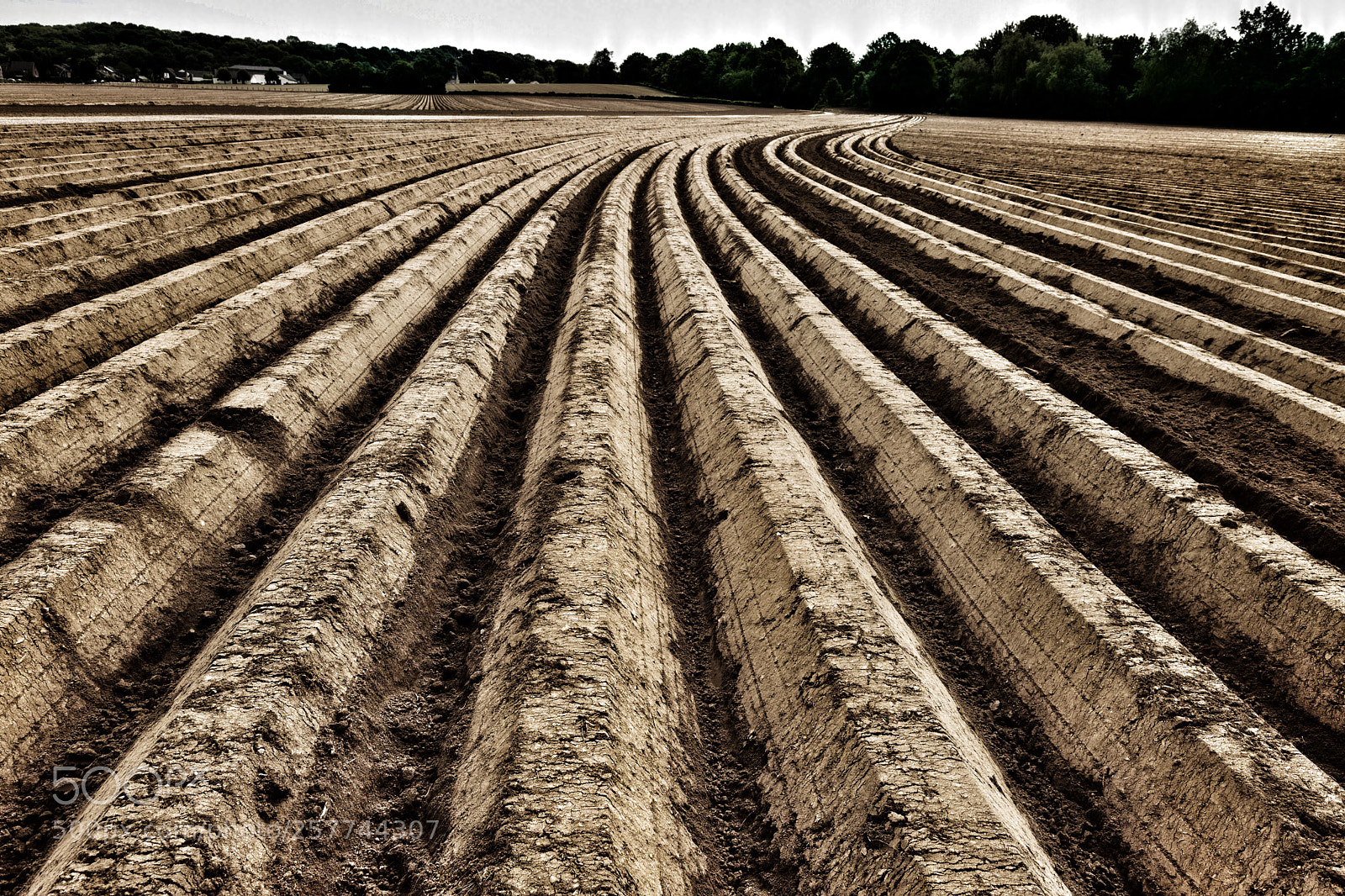 Canon EOS 6D Mark II sample photo. Lines in the field photography