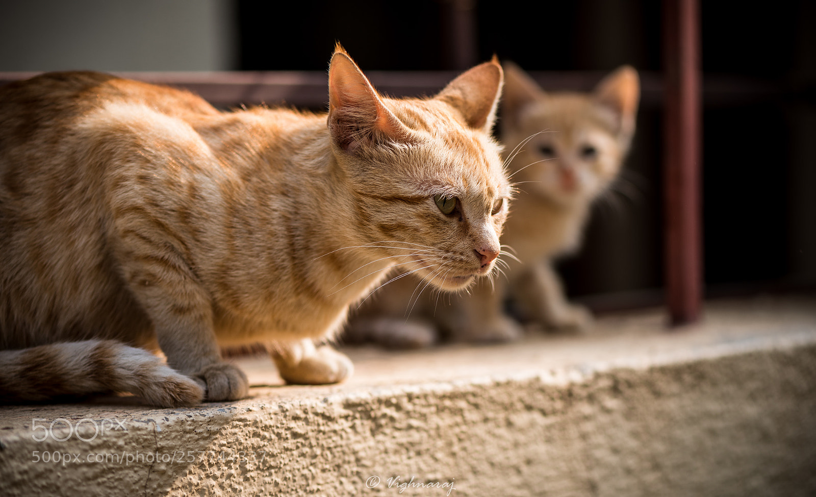 Nikon D750 sample photo. 20161022-dsc_3076 photography