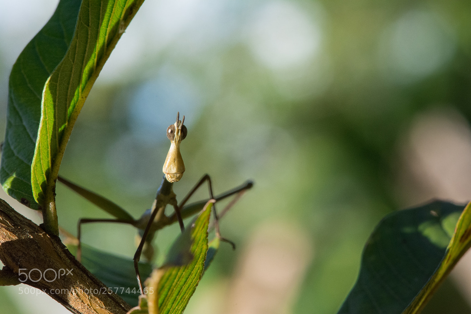 Nikon D5200 sample photo. Misidentified photography
