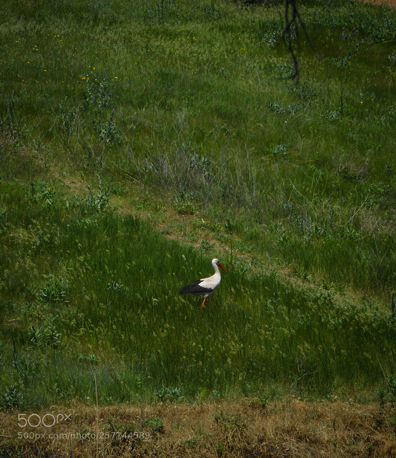 Nikon D3200 sample photo. Pretty stork photography