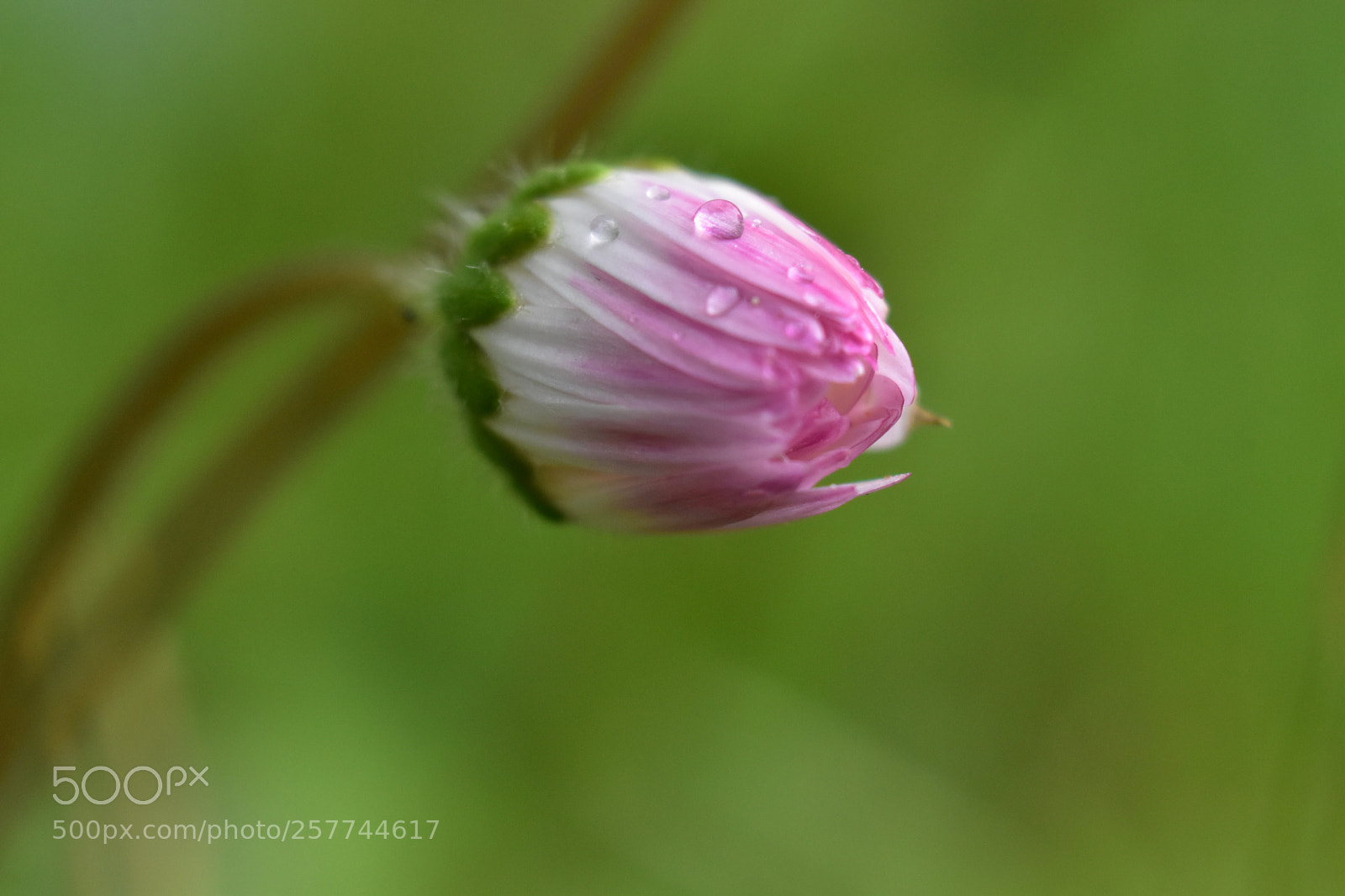 Nikon D5600 sample photo. Under the rain photography