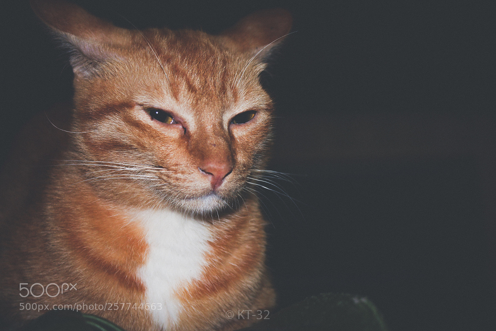 Canon EOS 700D (EOS Rebel T5i / EOS Kiss X7i) sample photo. Kaito photography