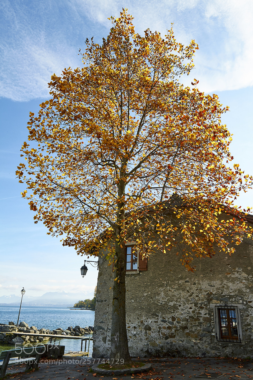 Canon EOS 7D sample photo. Golden leaves, yvoire photography