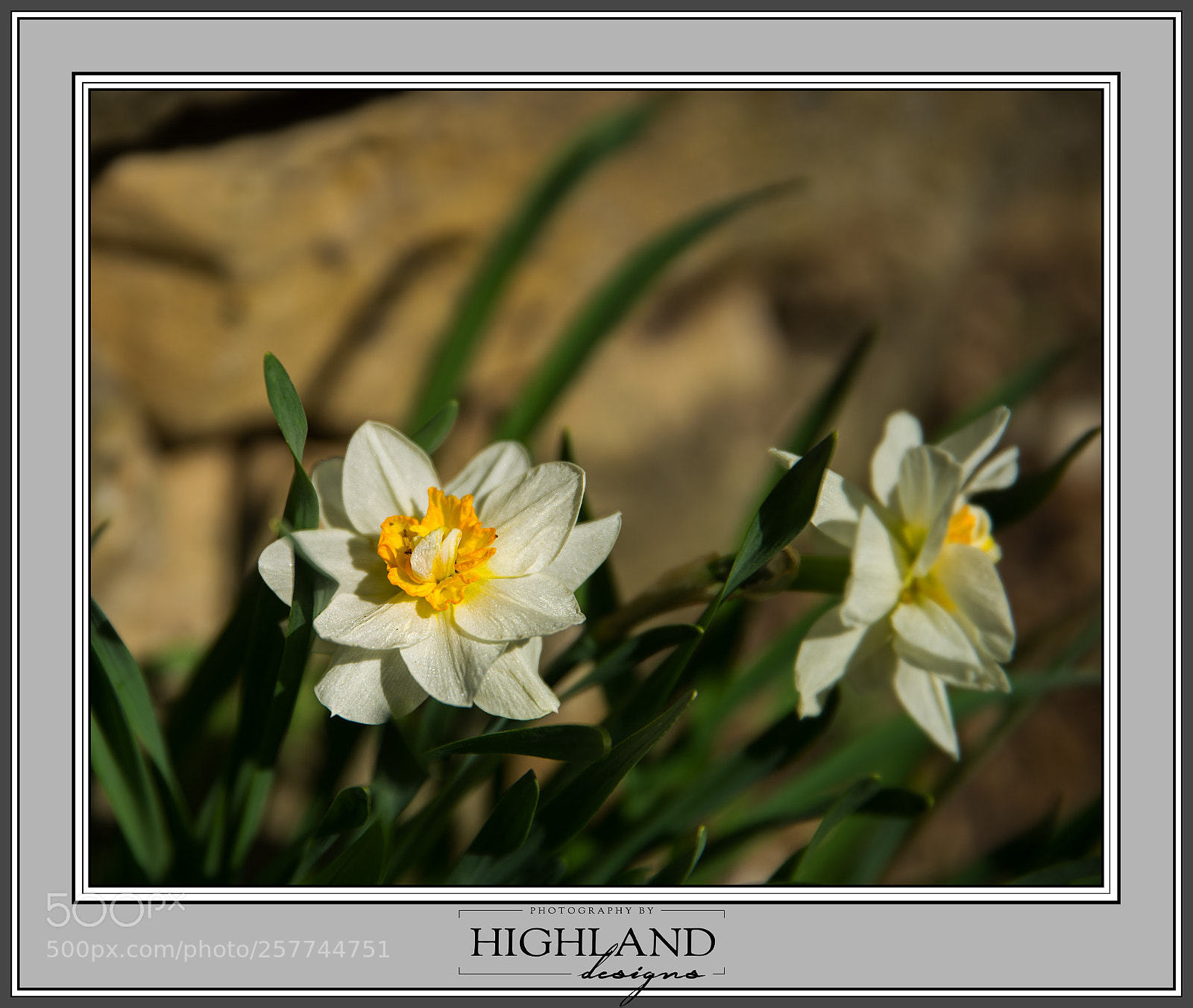 Sony a7 II sample photo. Daffodils in sunlight m photography