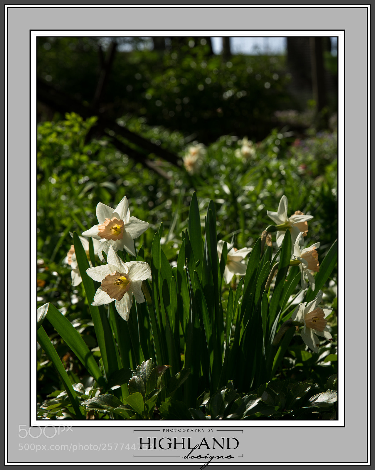 Sony a7 II sample photo. Daffodils in the plow photography