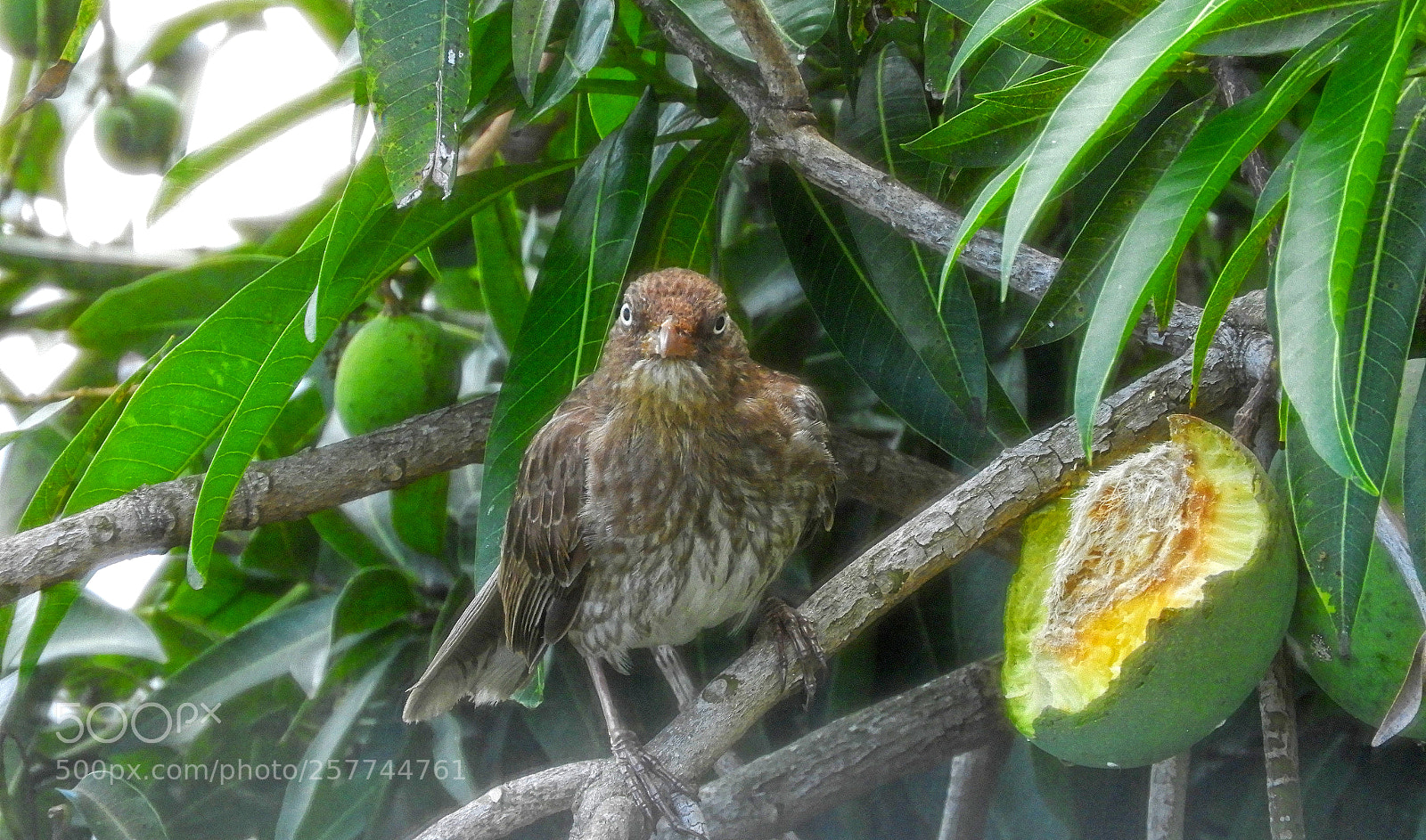 Nikon Coolpix B700 sample photo. Privacy, please... having lunch! photography