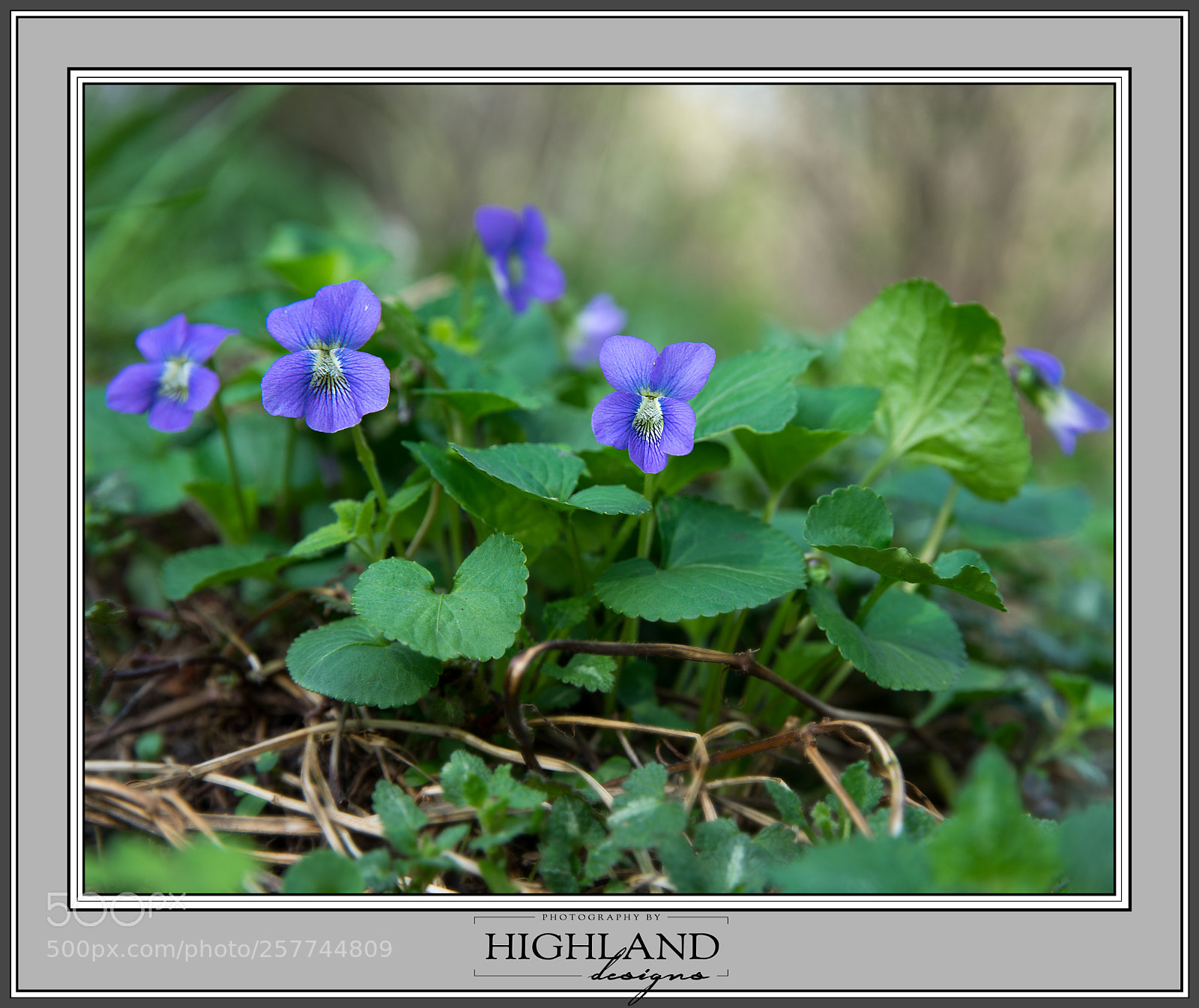 Sony a7 II sample photo. Volunteer viola m photography