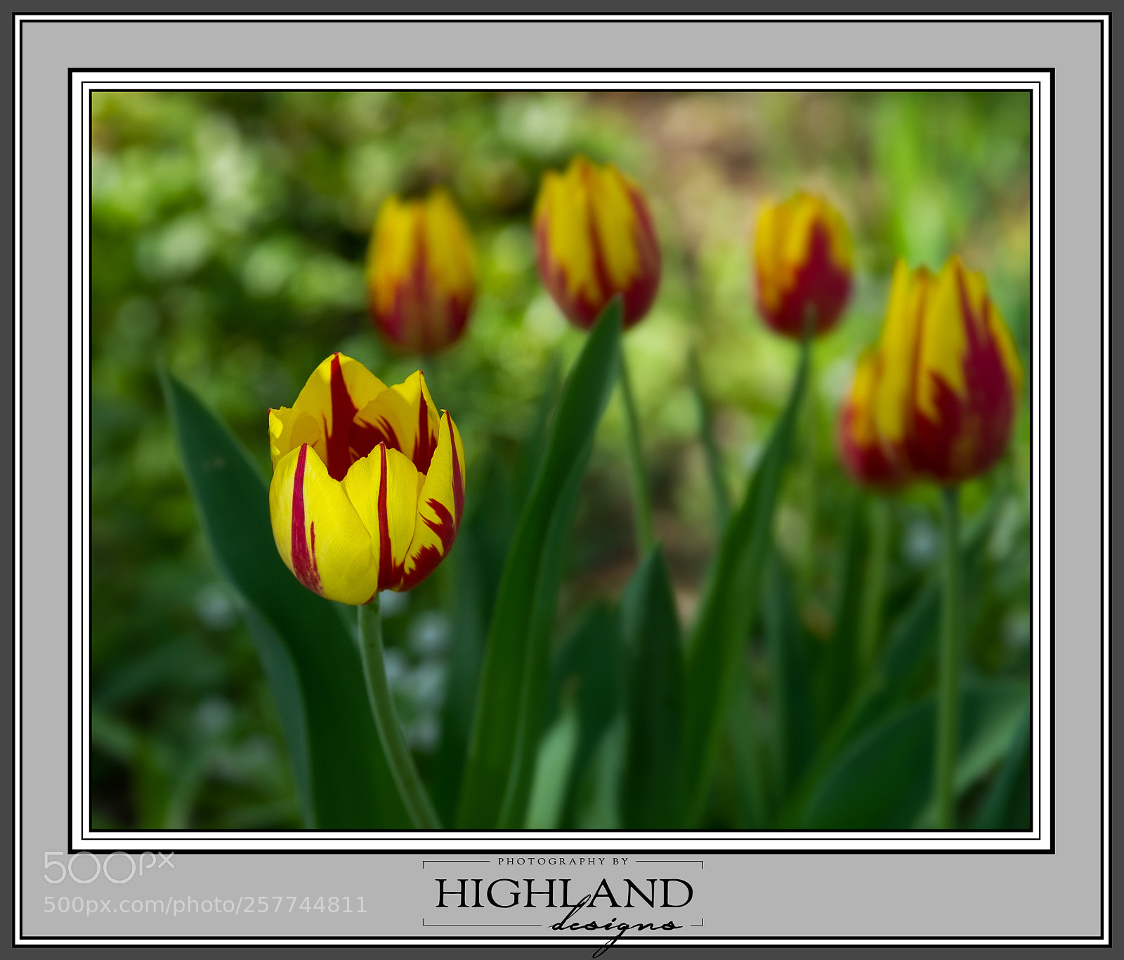 Sony a7 II sample photo. Rembrandttulips m photography