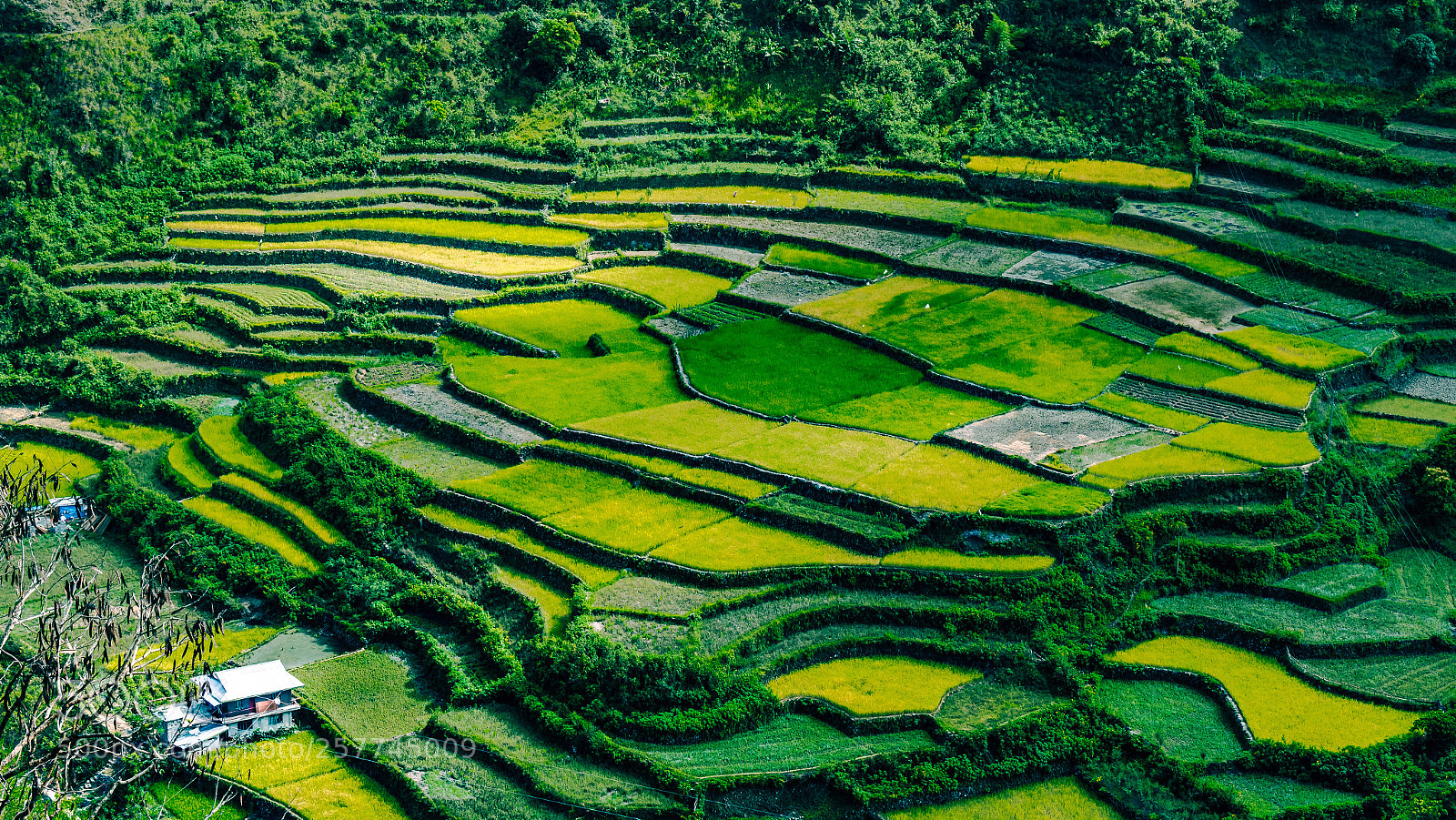 Nikon D750 sample photo. Fifty shades of green photography