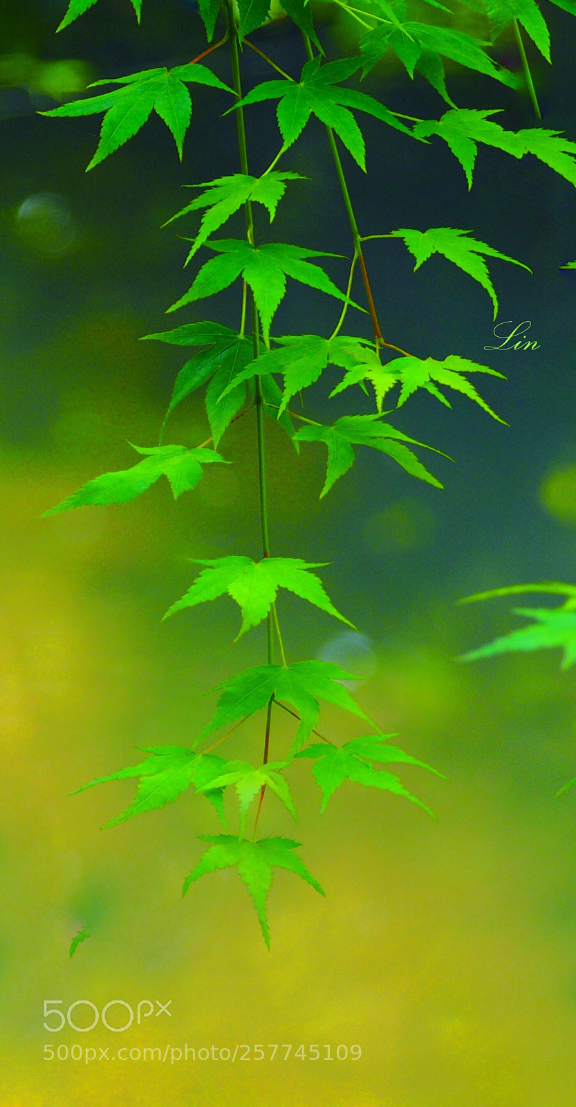 Olympus OM-D E-M1 sample photo. Untitled photography
