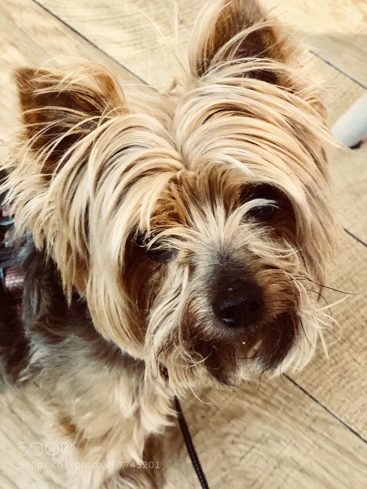 Apple iPhone 8 Plus sample photo. Untitled photography