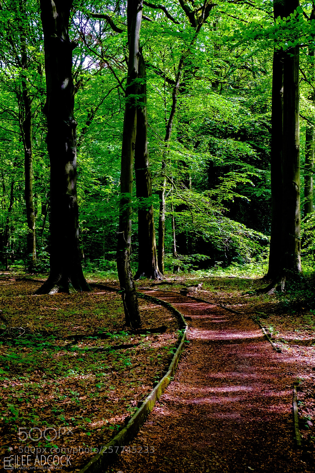 Fujifilm X-E2 sample photo. Woodland path photography