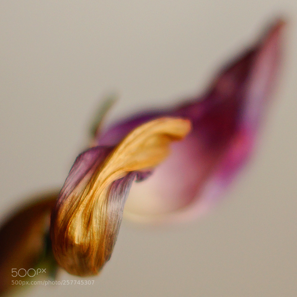 Sony SLT-A65 (SLT-A65V) sample photo. Tulip photography