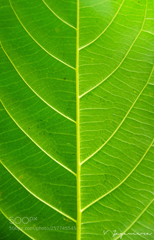 Nikon D7000 sample photo. Patterns photography