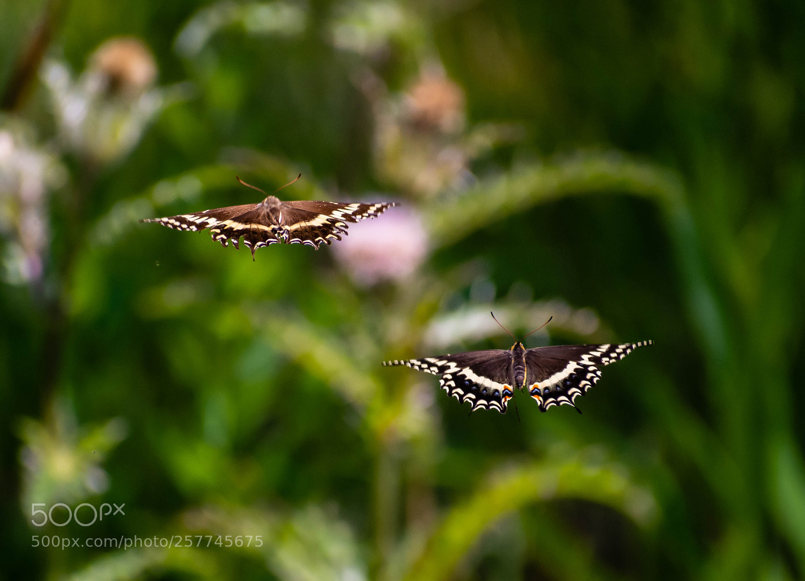 Nikon D7200 sample photo. Black swallowtail in flight photography