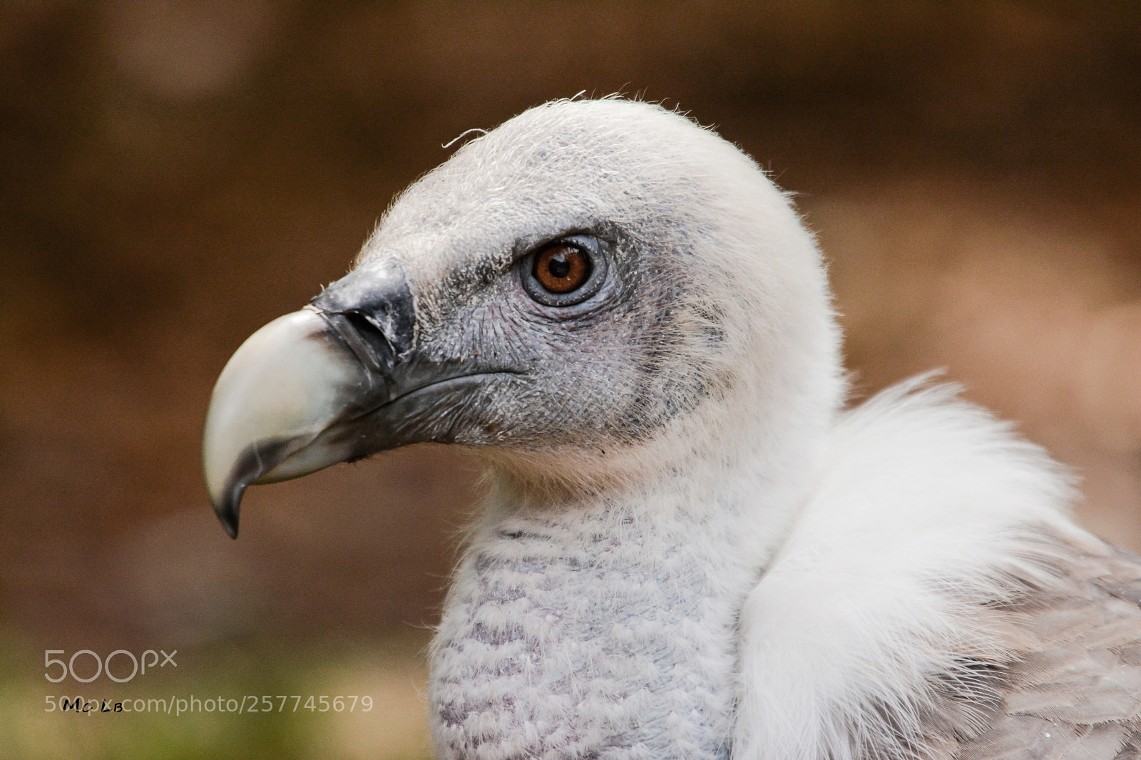 Nikon D7100 sample photo. Gyps fulvus - vautour photography