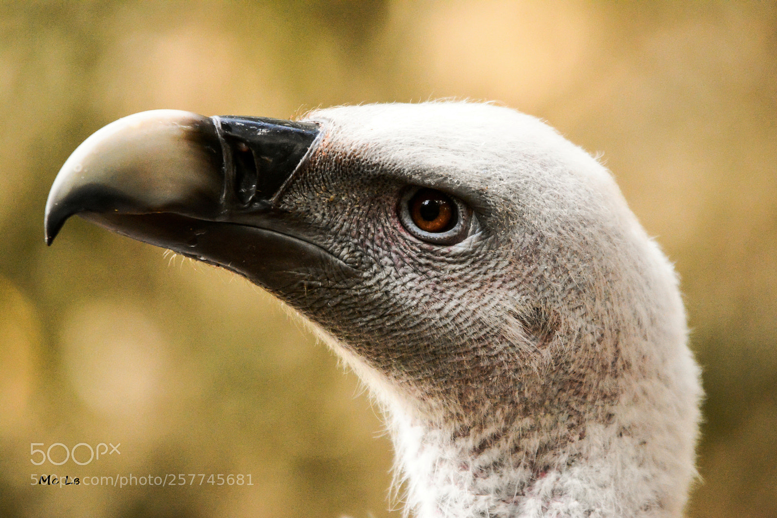 Nikon D7100 sample photo. Gyps fulvus - vautour photography