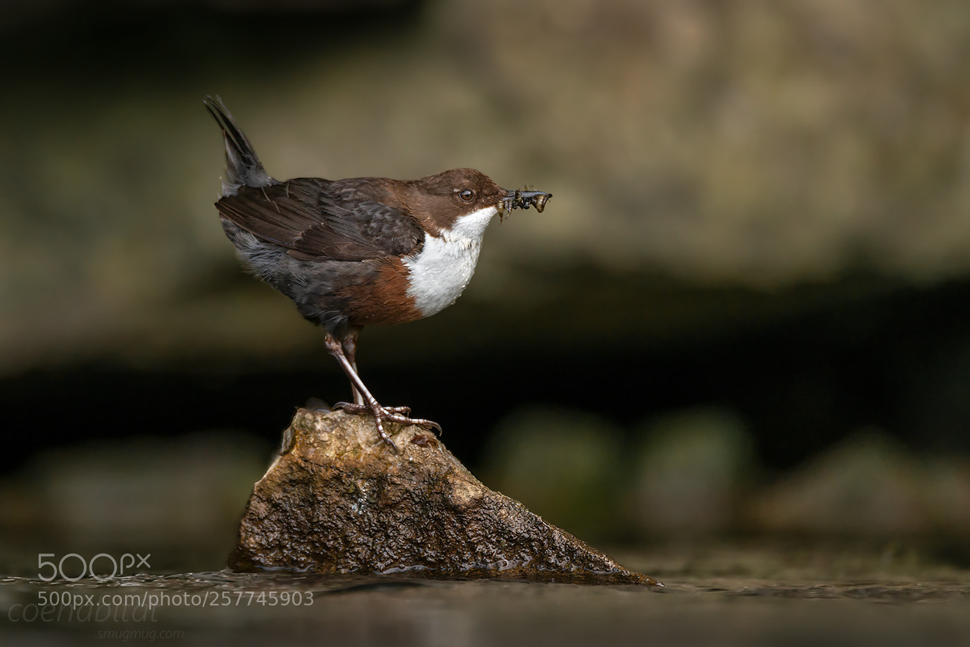 Nikon D800 sample photo. Dipper and grubs photography