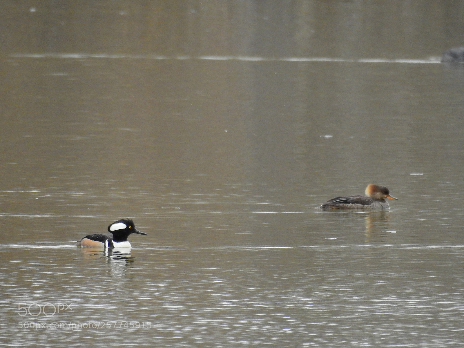 Nikon Coolpix P900 sample photo. Hooded merganser photography
