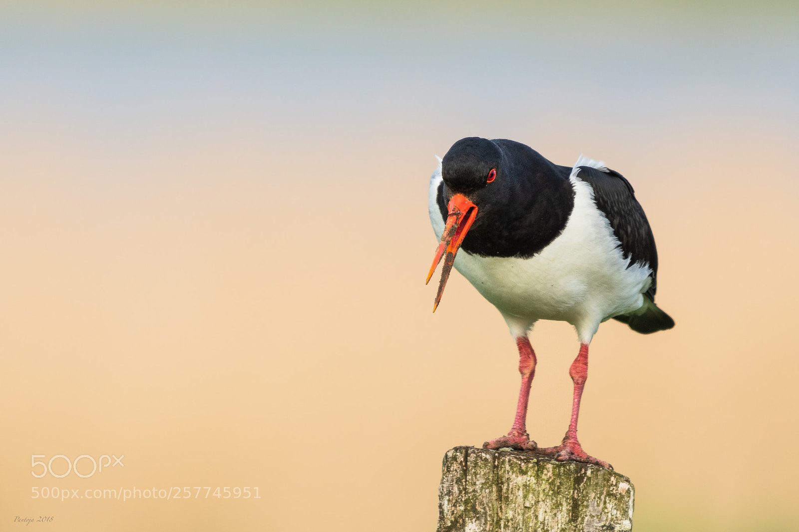 Nikon D500 sample photo. Oystercatcher photography