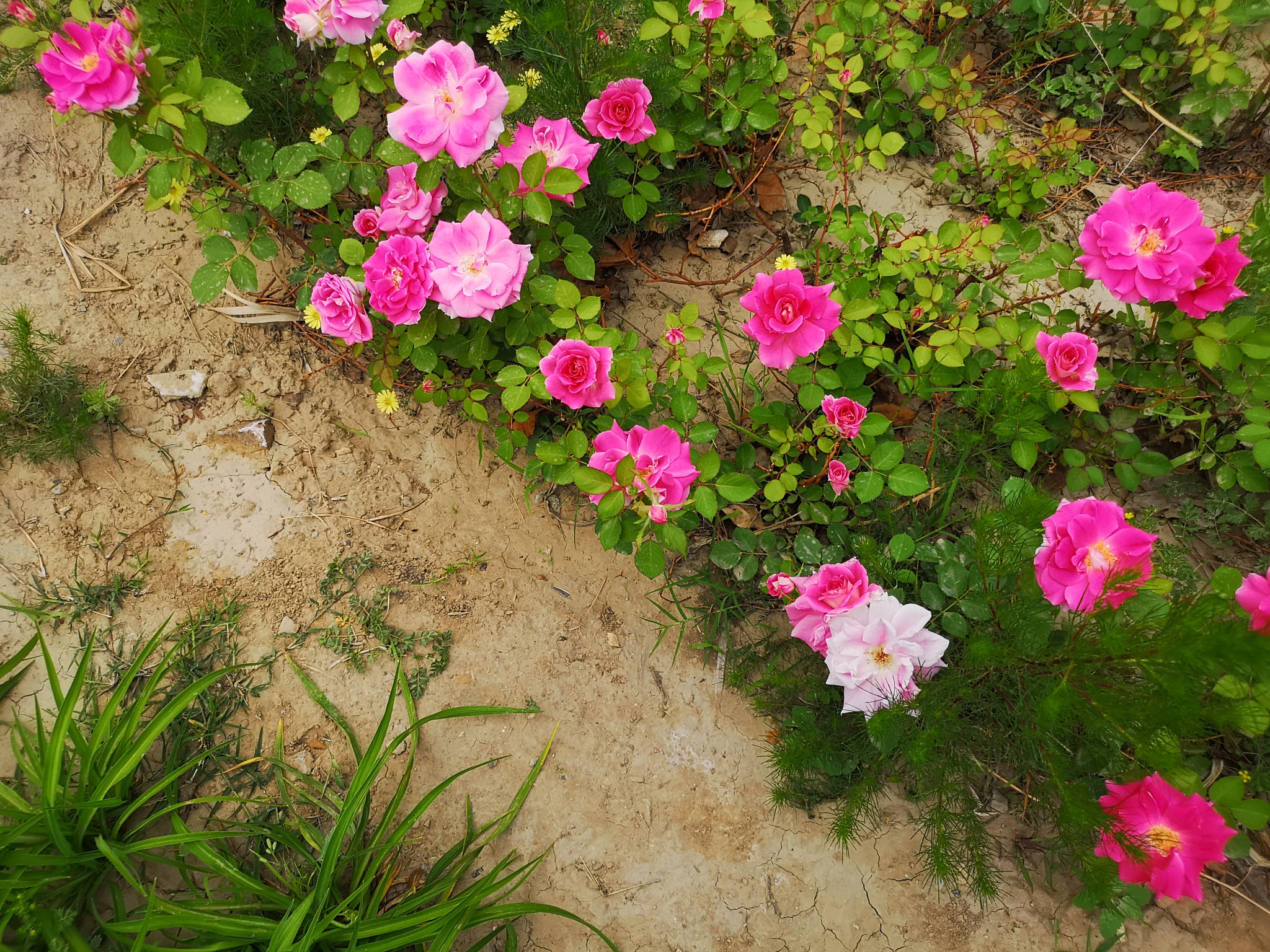 HUAWEI P20 Pro sample photo. Chat photography
