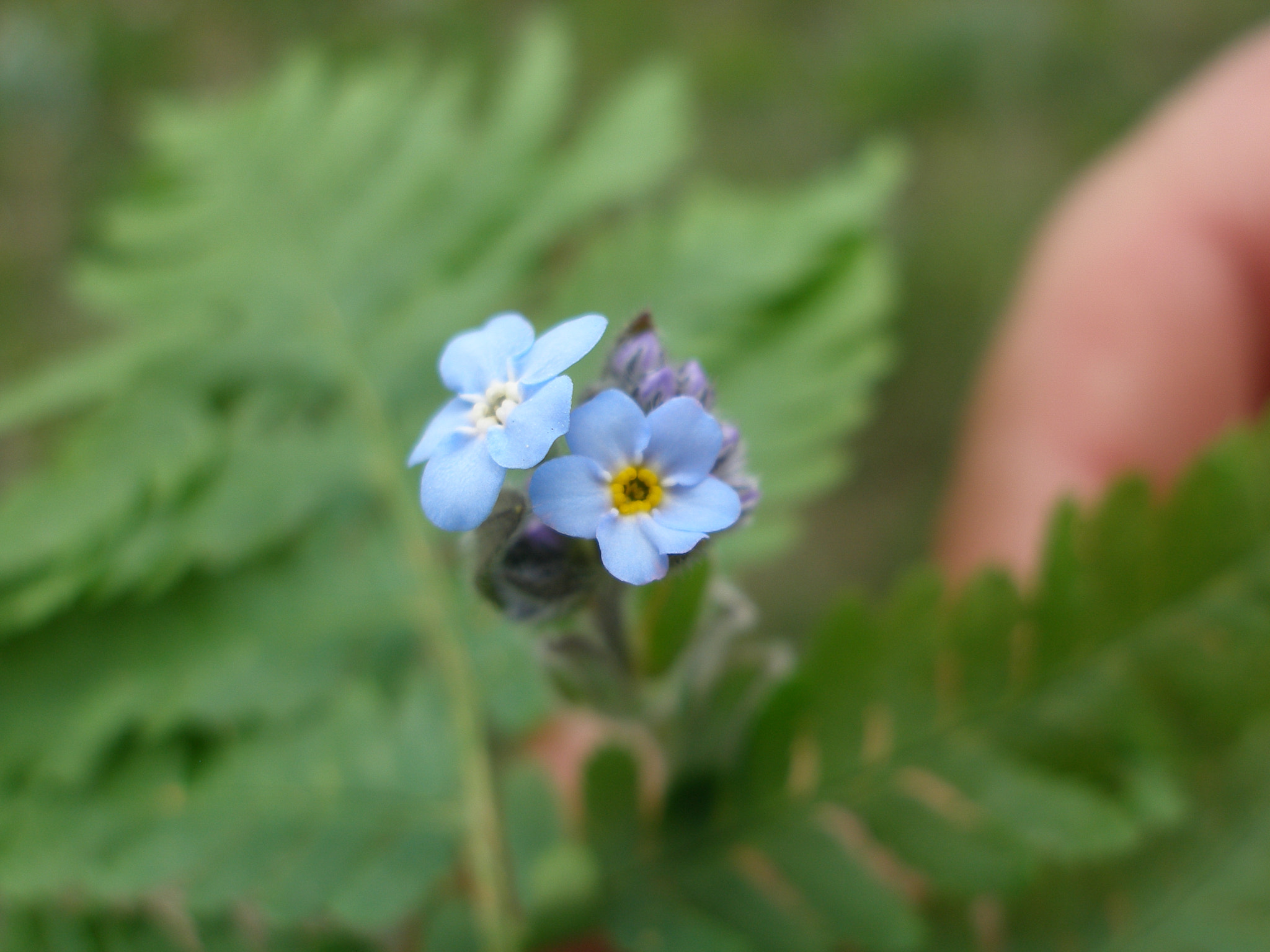 Olympus SP350 sample photo. 500px photo id: 257717301 photography