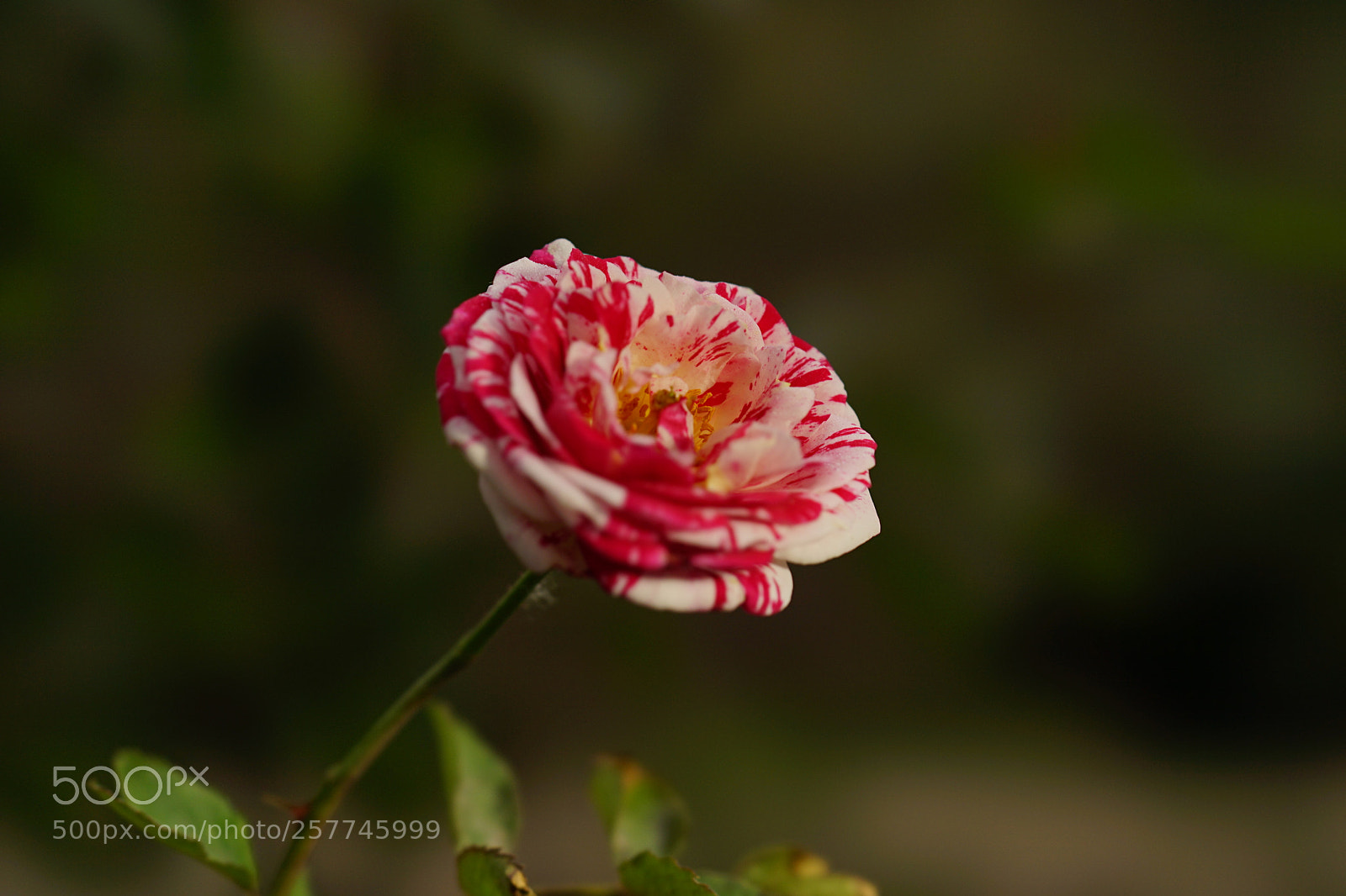 Sony a7 II sample photo. 花花花 photography