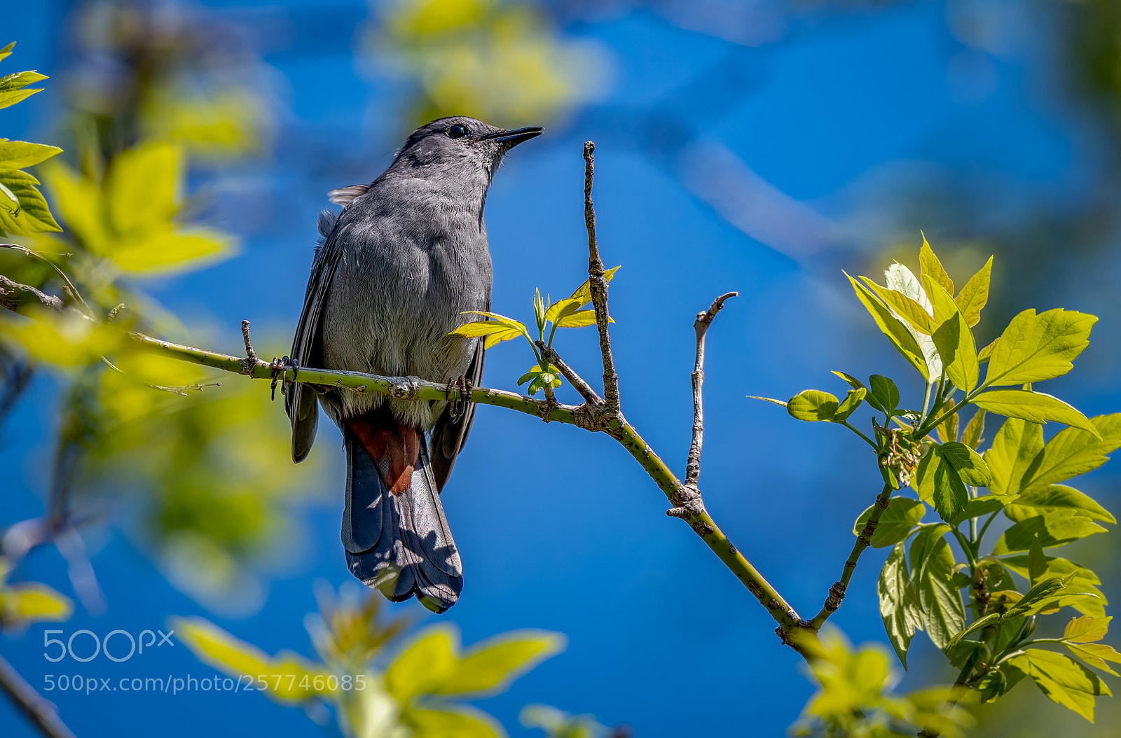 Nikon D500 sample photo. Gray catbird photography