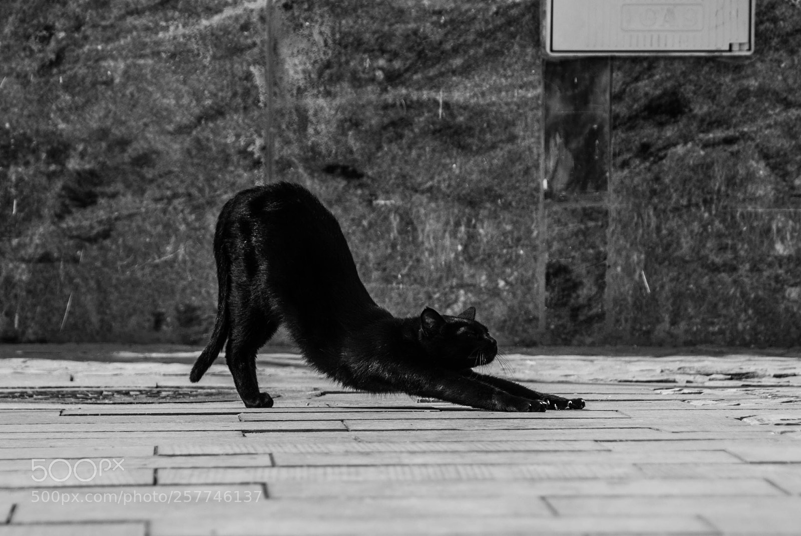 Nikon D60 sample photo. The cat stretch photography