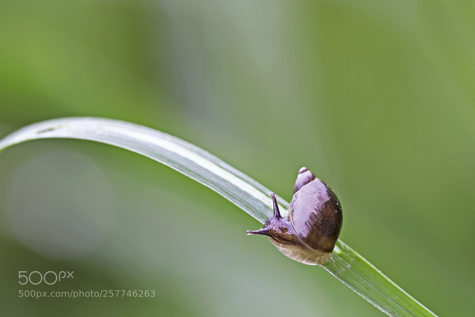 Canon EOS 6D sample photo. Snail photography