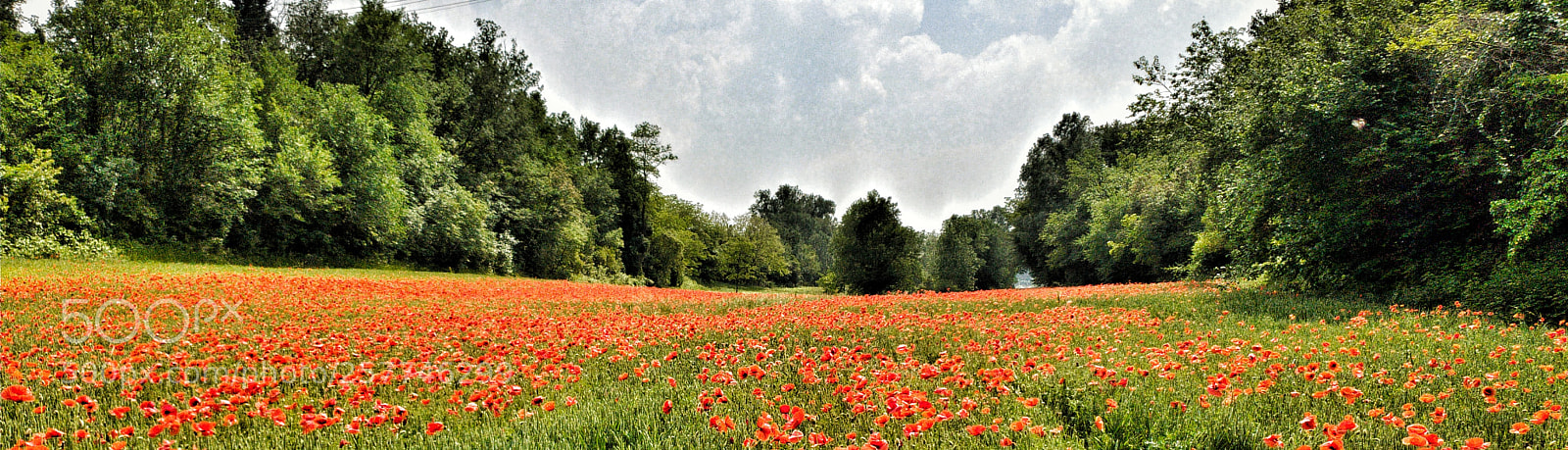 Samsung Galaxy S9+ sample photo. Poppies photography