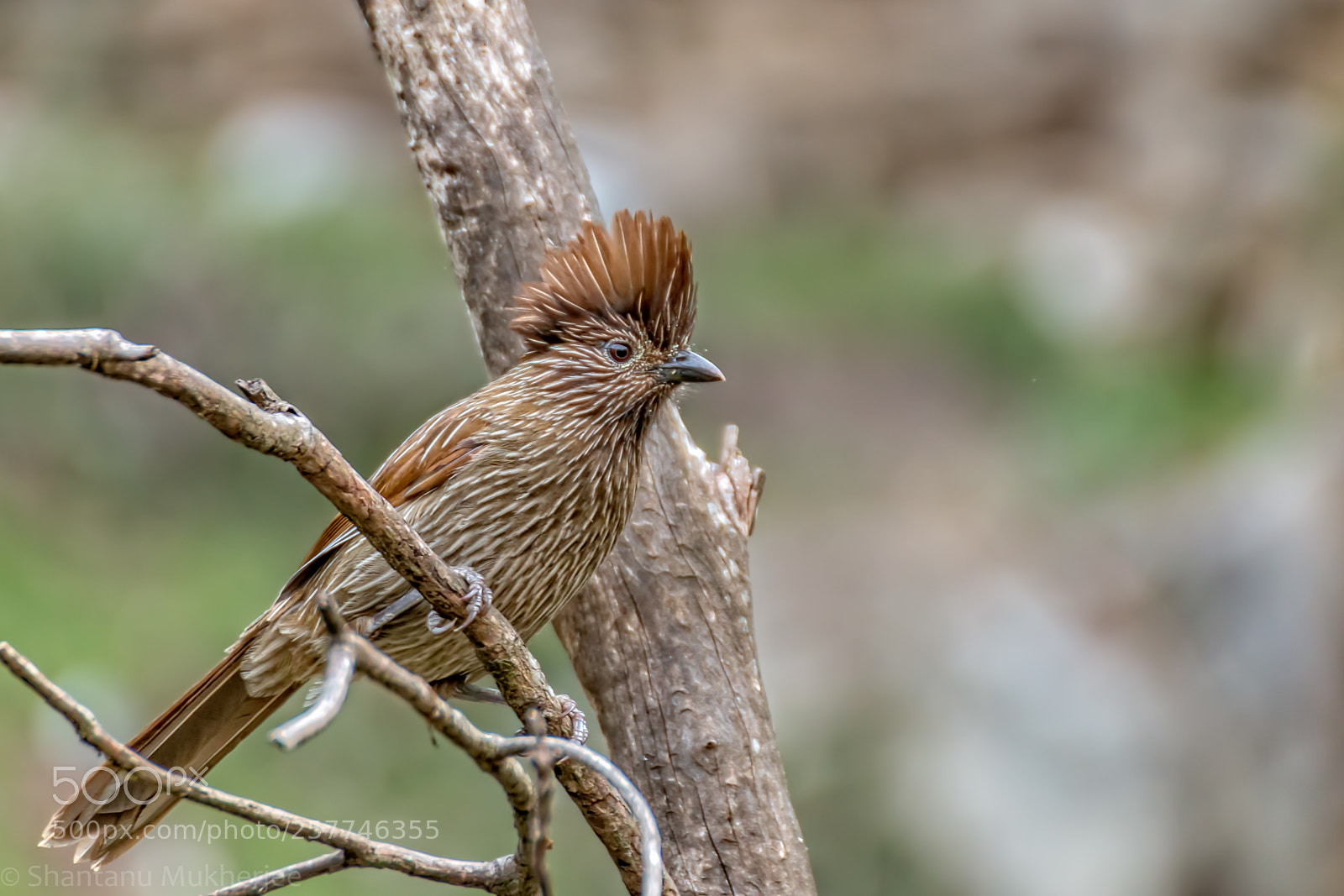 Canon EOS 70D sample photo. Striated laughingthrush (garrulax striatus) photography