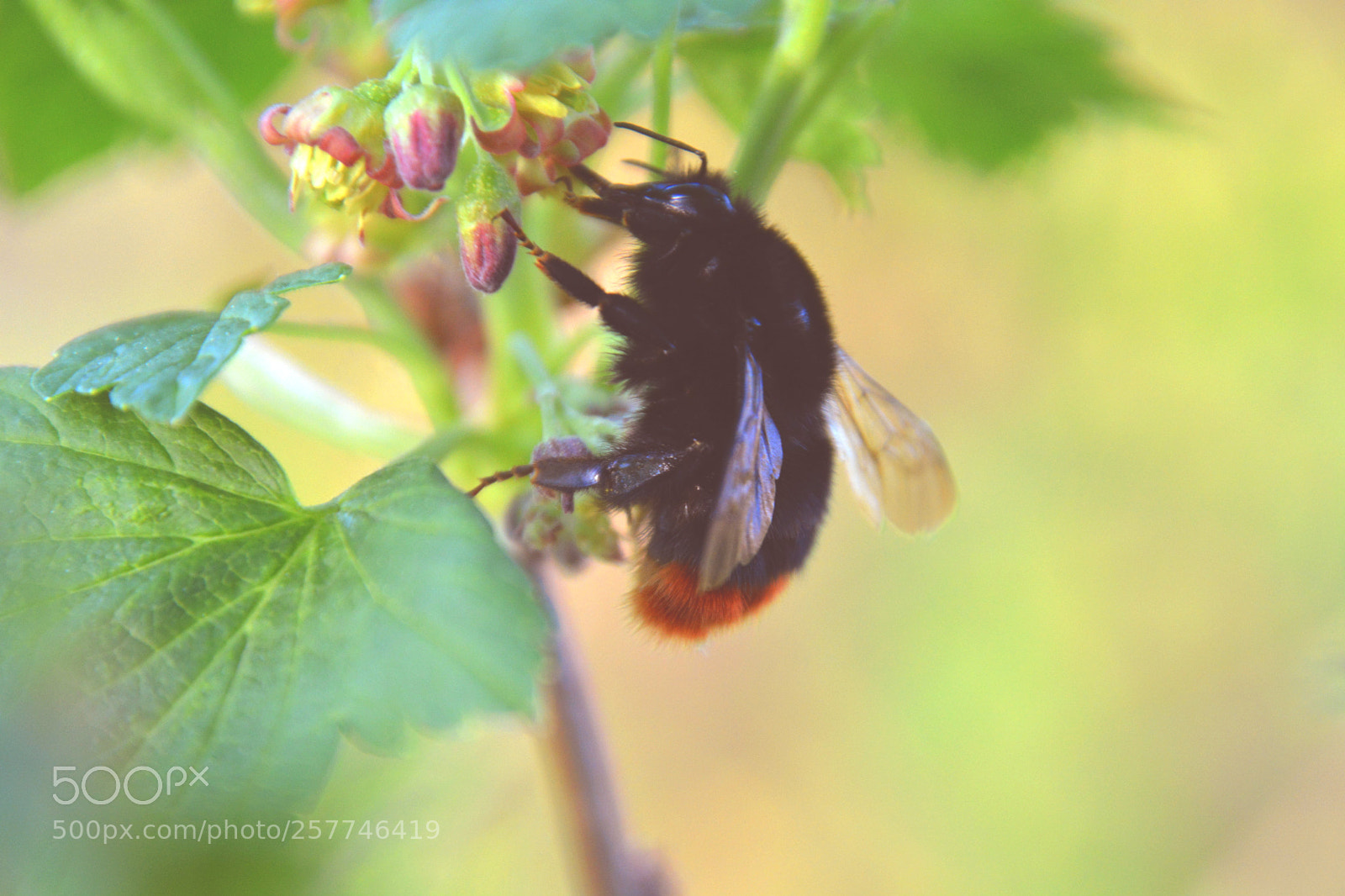 Nikon D5200 sample photo. Untitled. photography