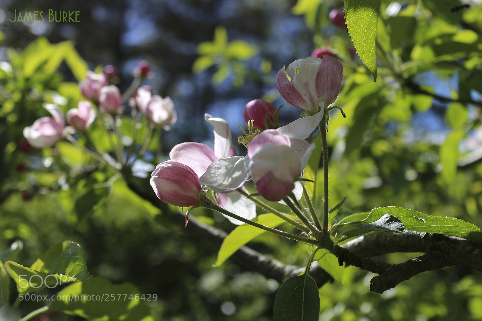Canon EOS M sample photo. Apple blossom photography