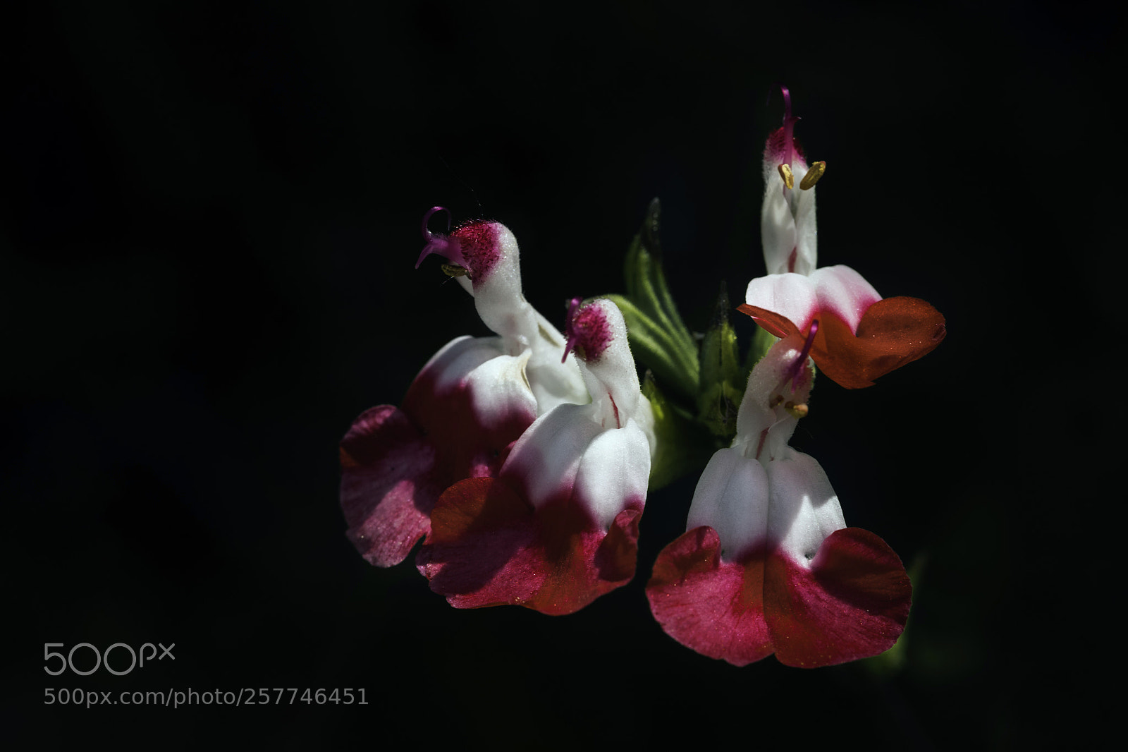 Nikon D850 sample photo. Flor roja y blanca photography