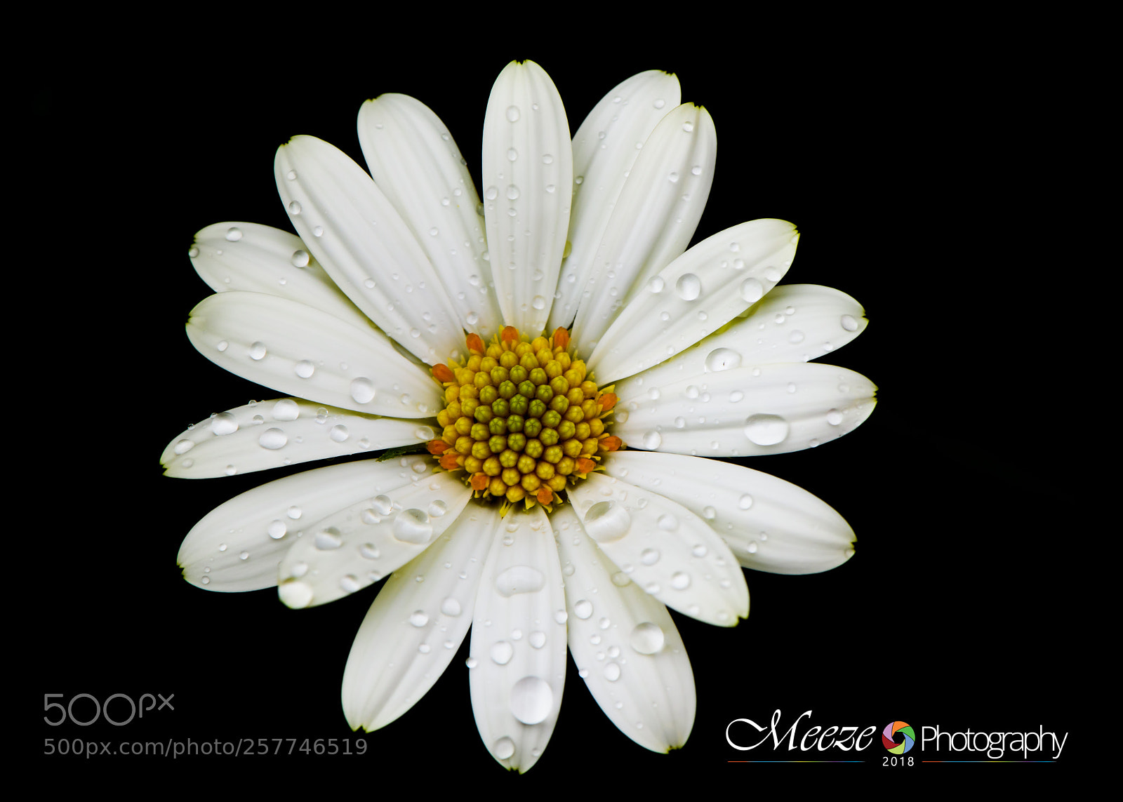 Nikon D750 sample photo. Bloom photography