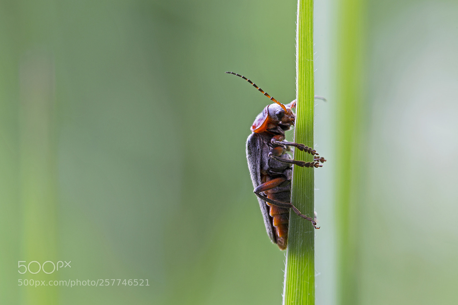 Canon EOS 6D sample photo. Bug photography